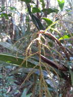 Sivun Dypsis hildebrandtii (Baill.) Becc. kuva