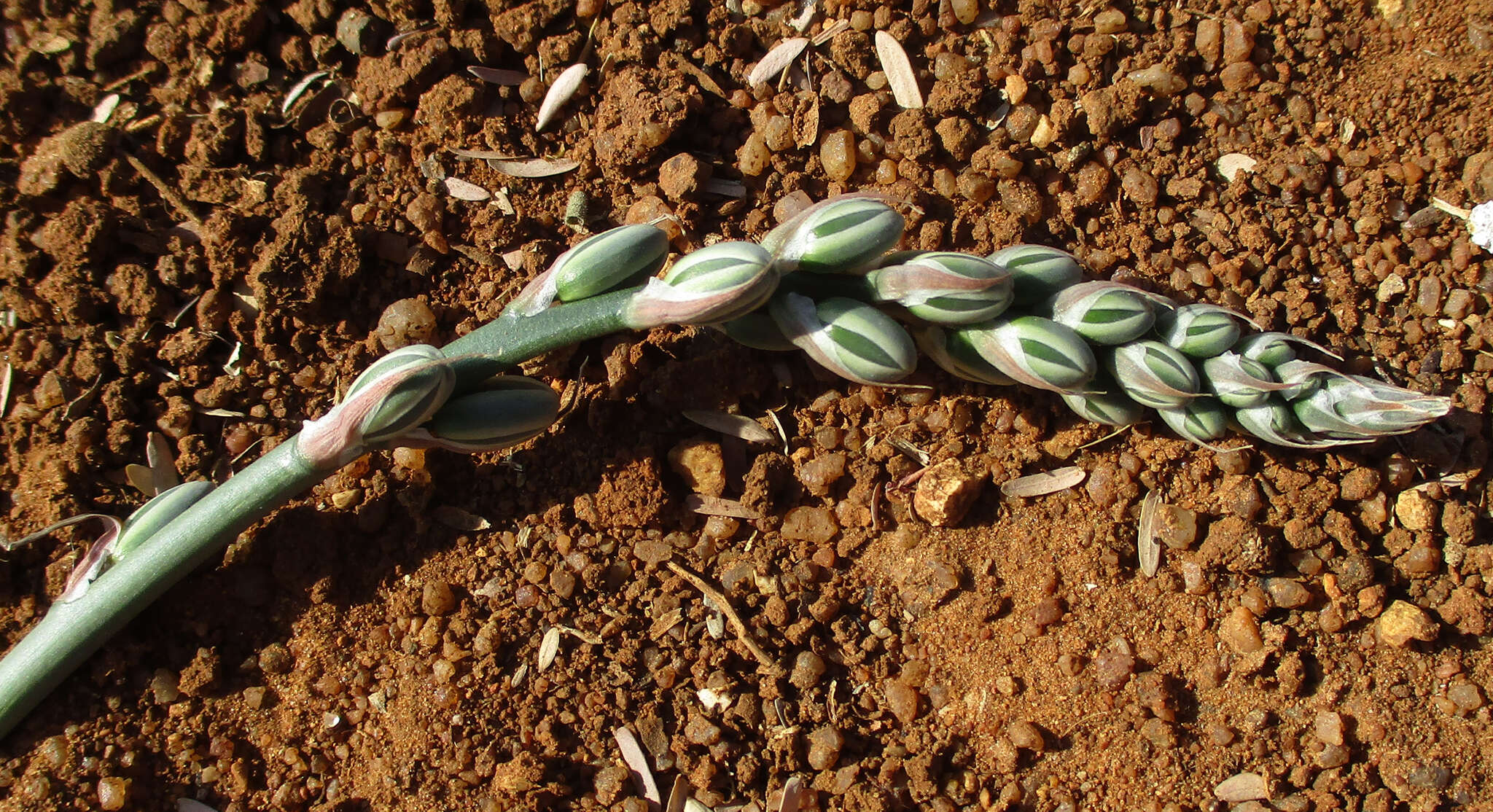 Imagem de Albuca kirkii (Baker) Brenan