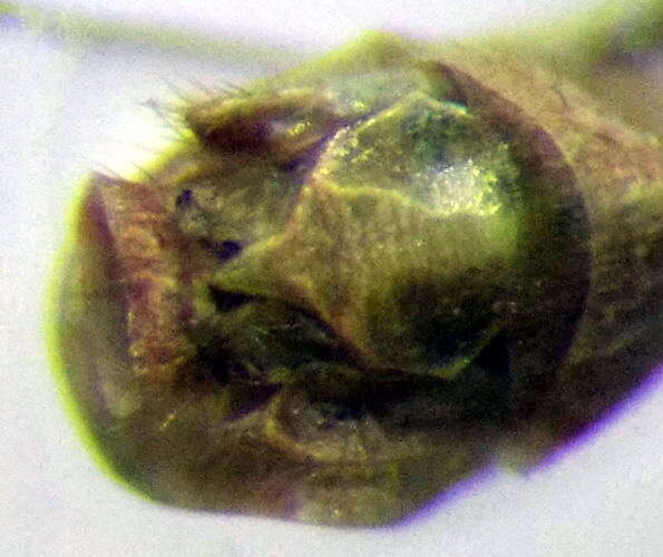 Image of Chorosoma gracile Josifov 1968