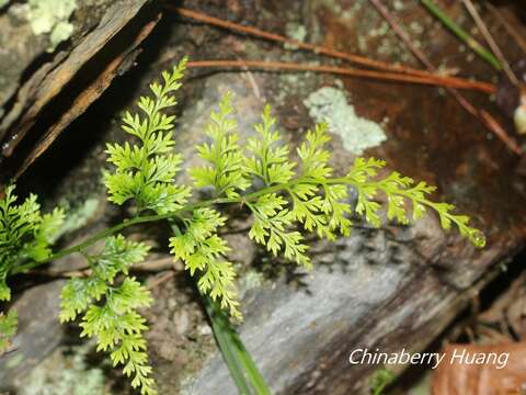 Image of Onychium japonicum (Thunb.) Kunze