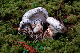 Image of White Matsutake