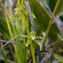 Image of Megastylis rara (Schltr.) Schltr.