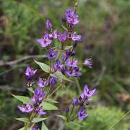 Image of Swertia tetrapetala var. wilfordii (A. Kern.) T. N. Ho