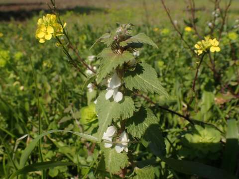 Слика од Lamium moschatum Mill.