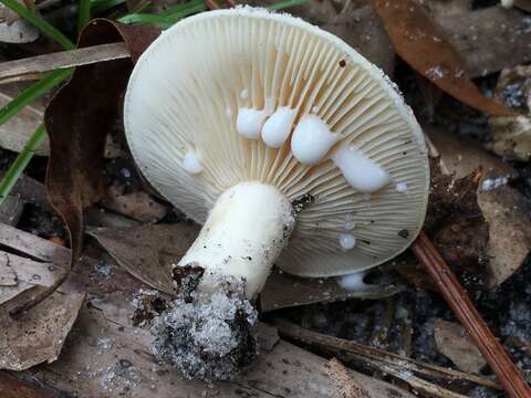 Image of Lactifluus luteolus (Peck) Verbeken 2012