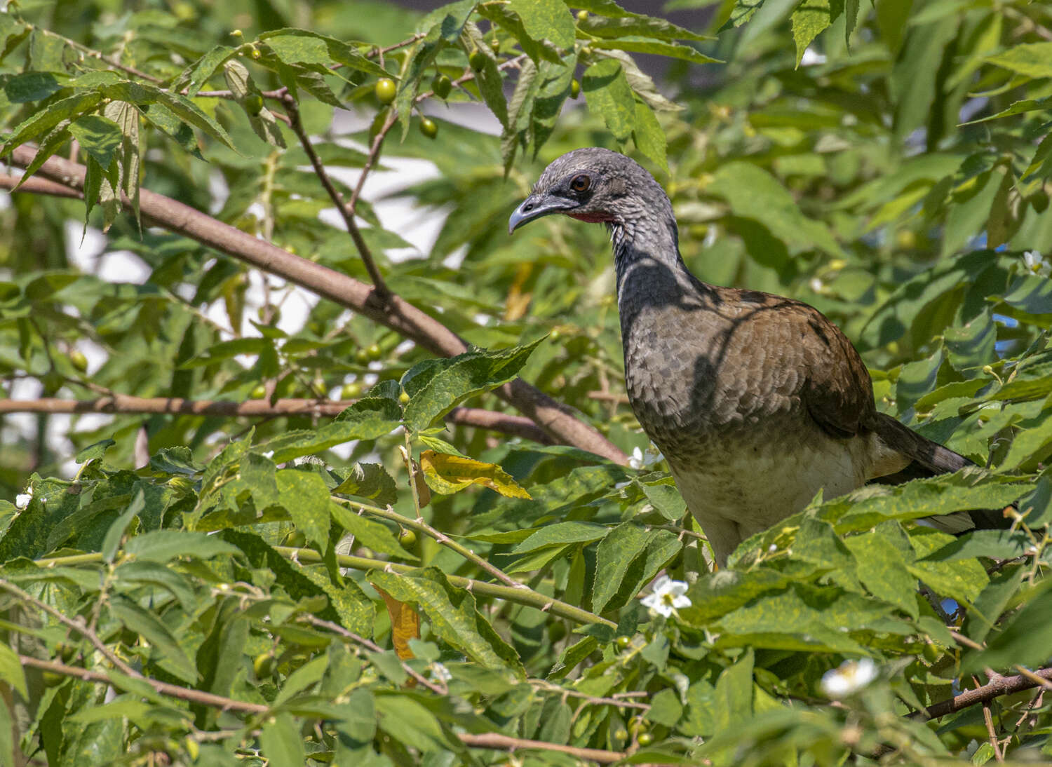 Image of White-bellied Chachalaca