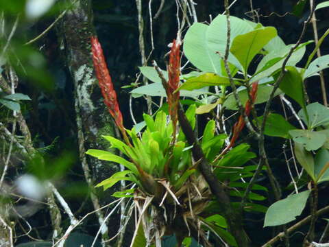 Image of Vriesea taritubensis E. Pereira & I. A. Penna