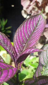 Image of Strobilanthes auriculata var. dyeriana