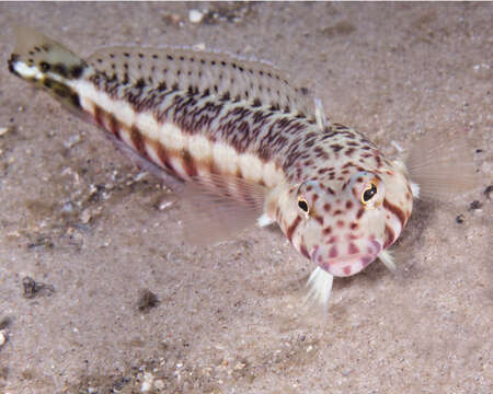 Image of White-streaked sandperch