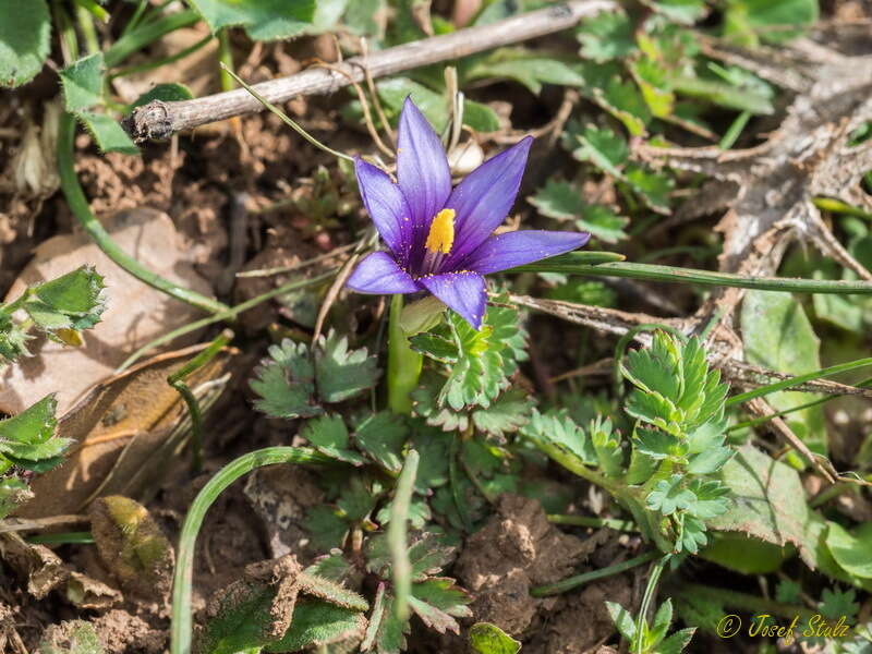 Sivun Romulea linaresii subsp. graeca Bég. kuva