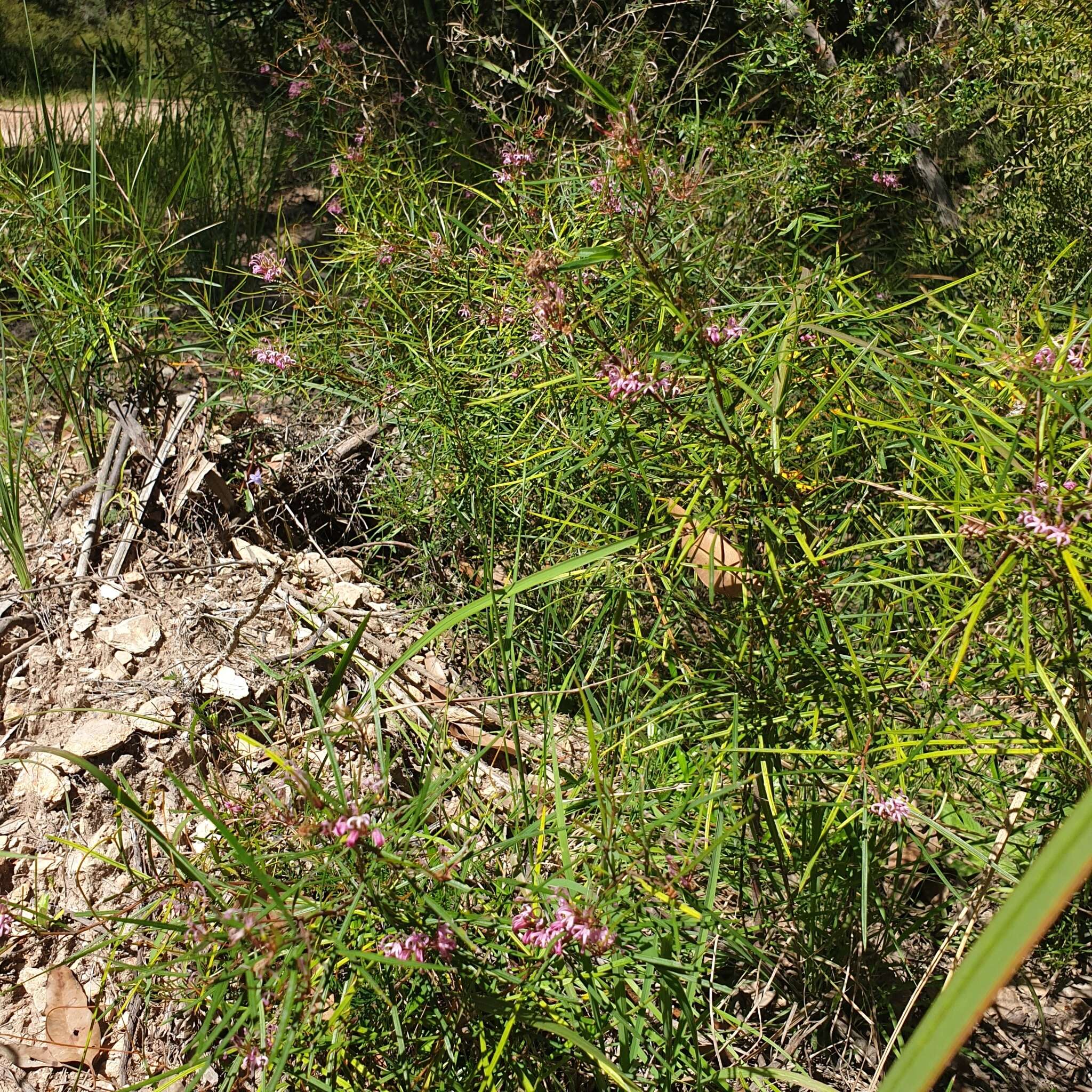 Image of Grevillea parviflora subsp. parviflora