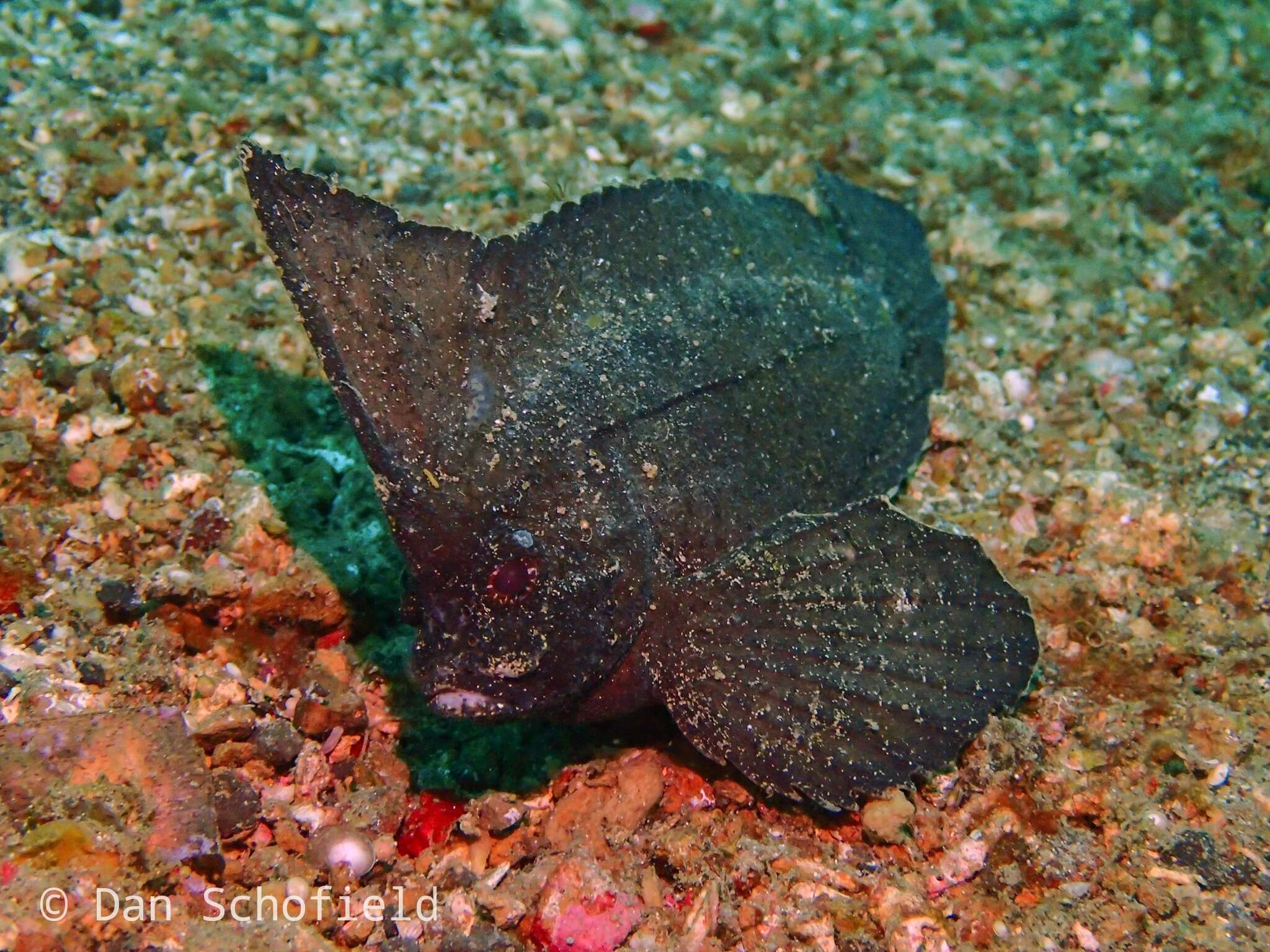 Image of Cockatoo fish