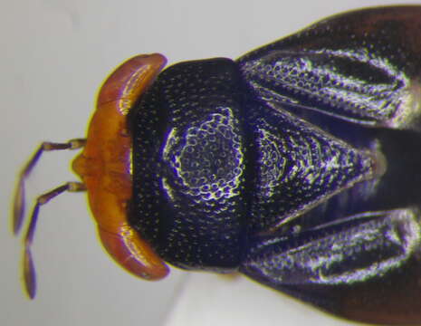 Image of Geocoris (Piocoris) erythrocephala (Lepelitier & Serville 1825)