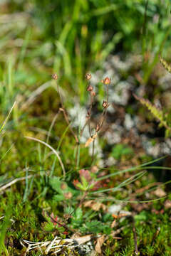 Image of Potentilla crantzii subsp. gelida (C. A. Mey.) J. Soják