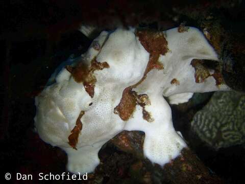 Image of Wartskin anglerfish