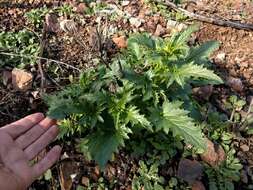 Image of California bee plant