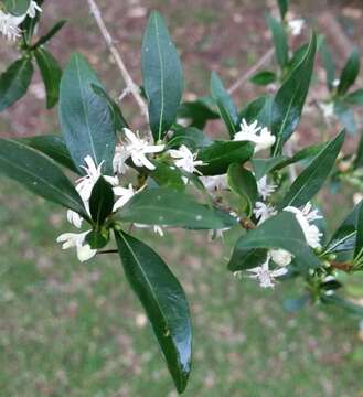 Image of Tricalysia delagoensis Schinz