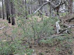 Image of Utah serviceberry