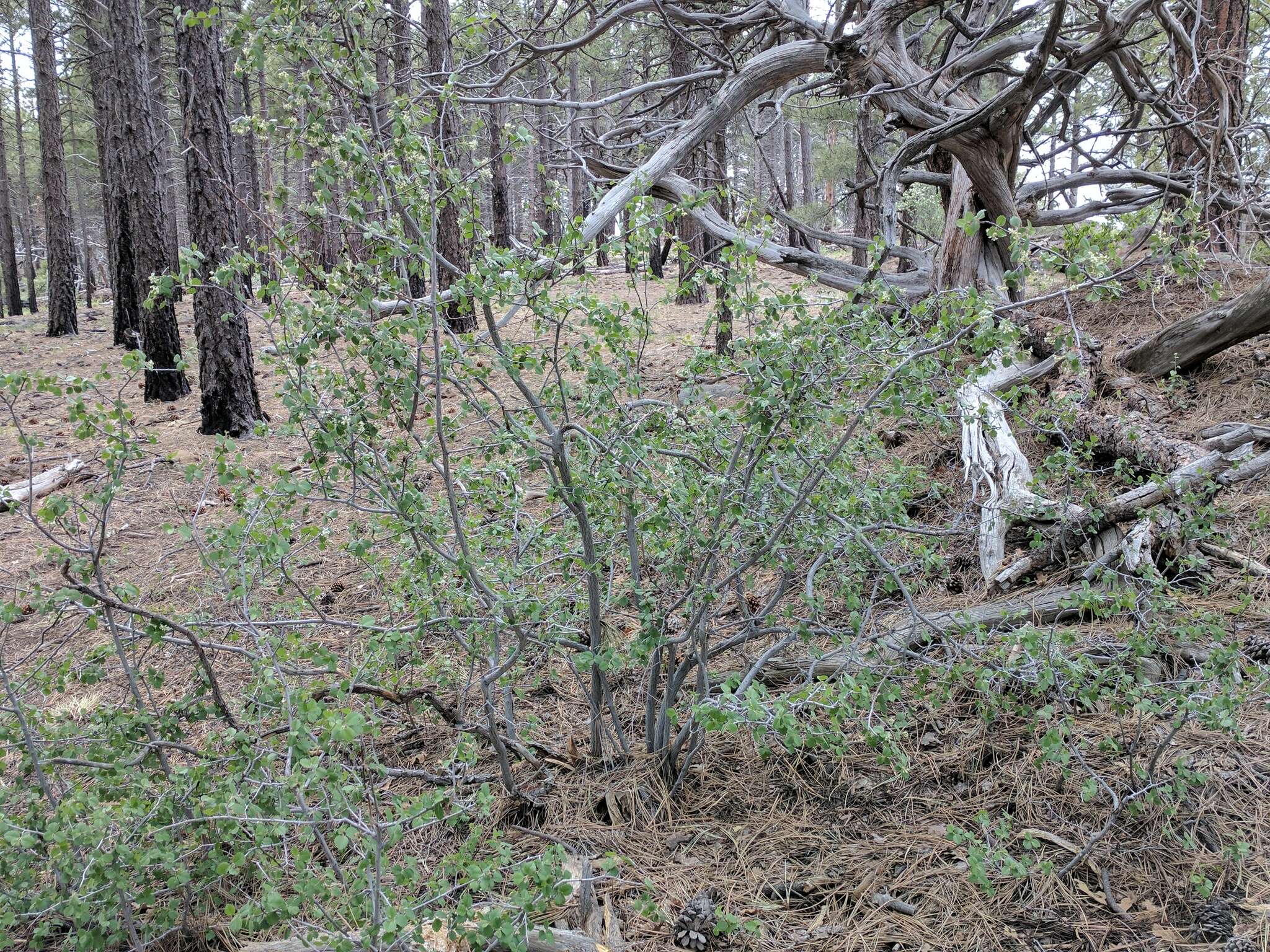 Image of Utah serviceberry