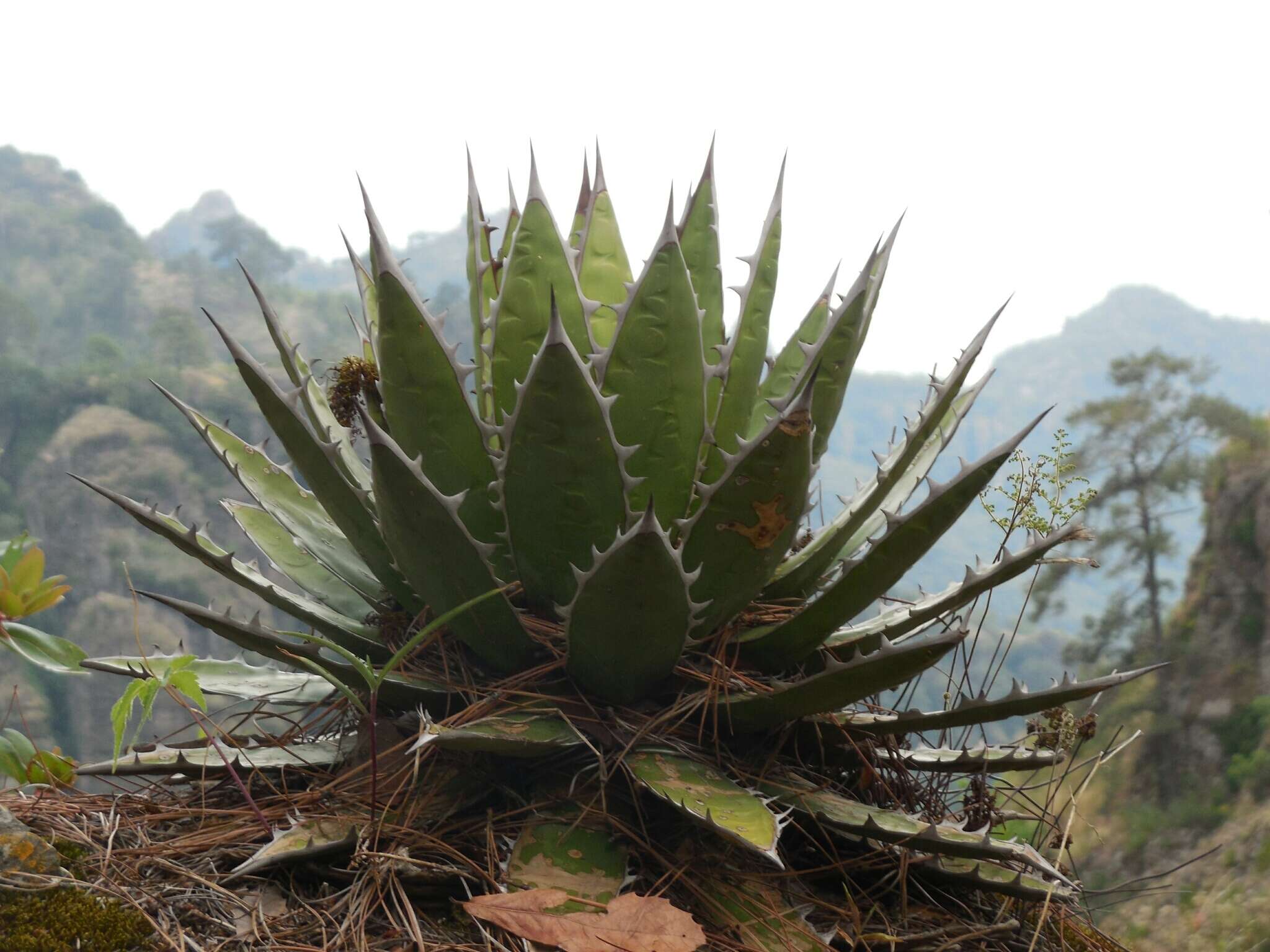 Image of Agave horrida Lem. ex Jacobi