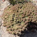 Image of Euphorbia willowmorensis