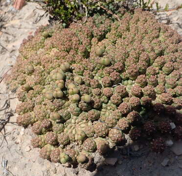 Image of Euphorbia willowmorensis