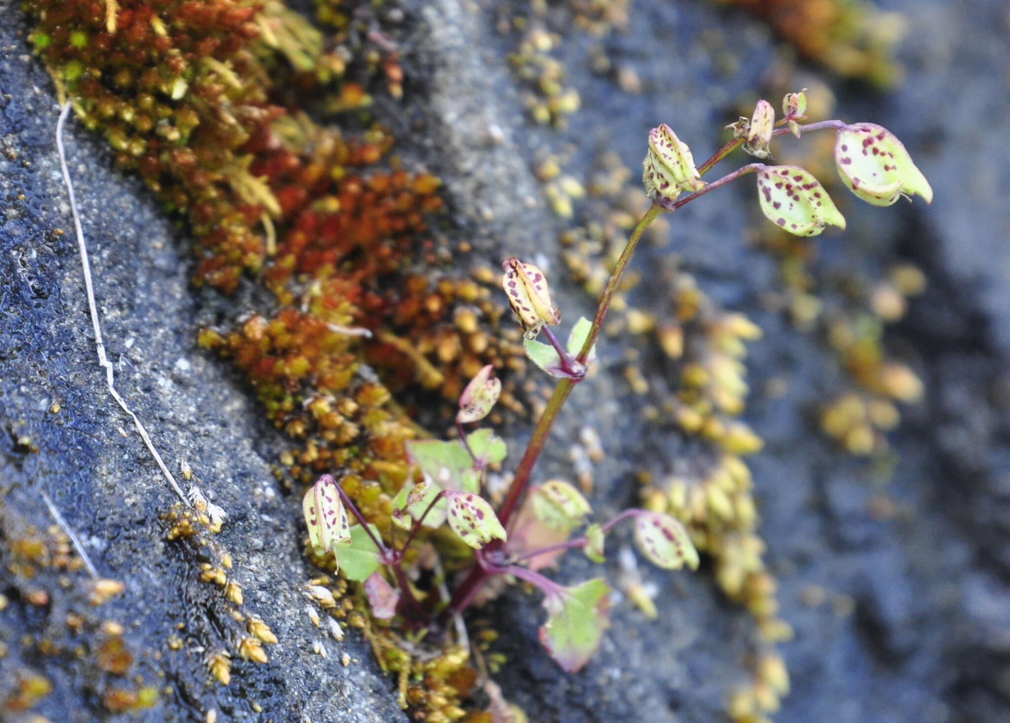 Image of Erythranthe nasuta (Greene) G. L. Nesom