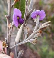 Image of Hovea apiculata G. Don