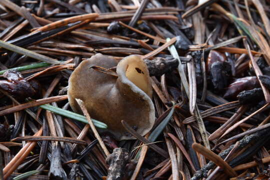 Image of Helvella maculata N. S. Weber 1975