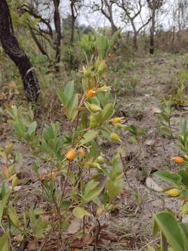 صورة Eugenia involucrata DC.