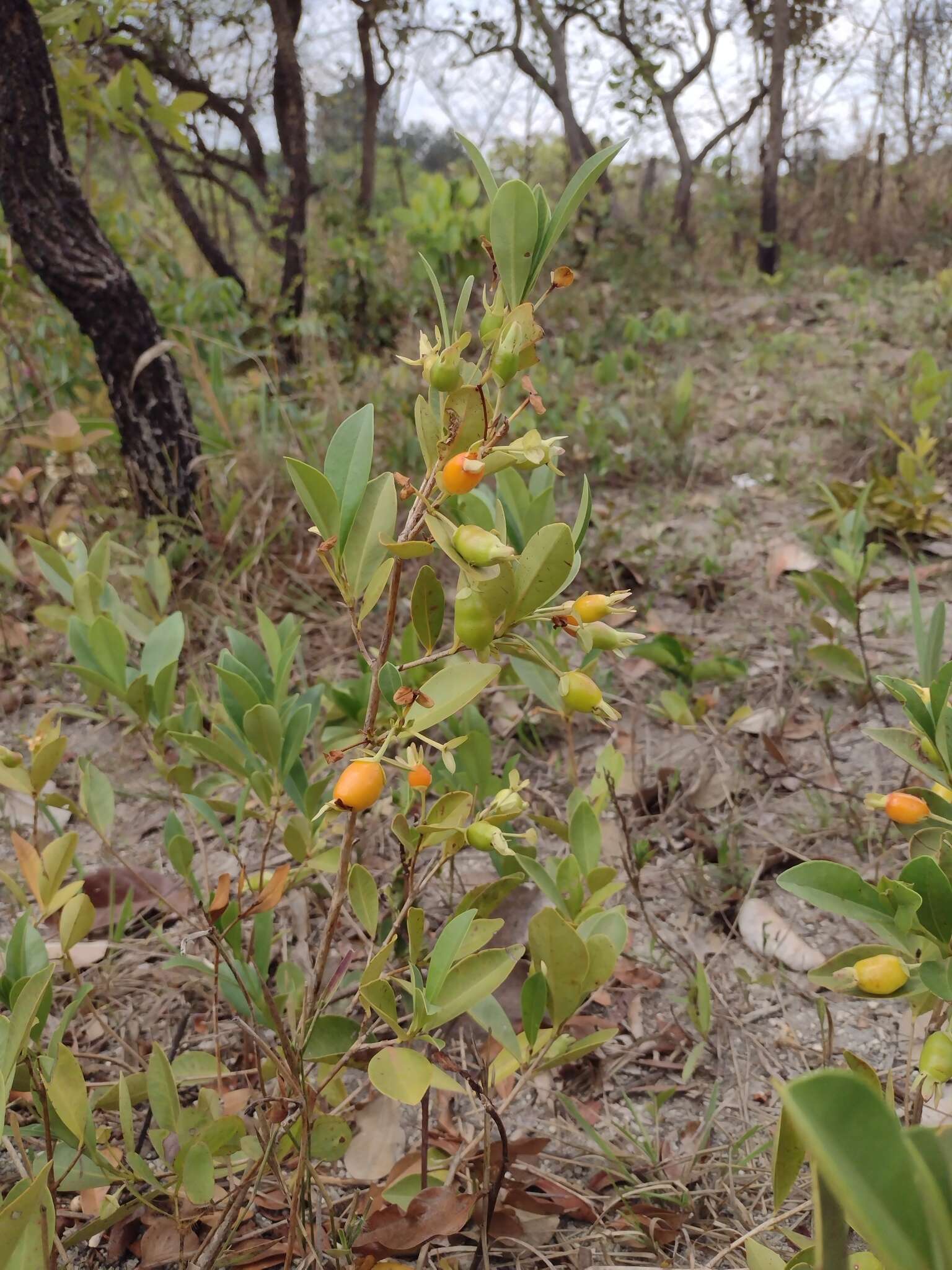 Image de Eugenia involucrata DC.