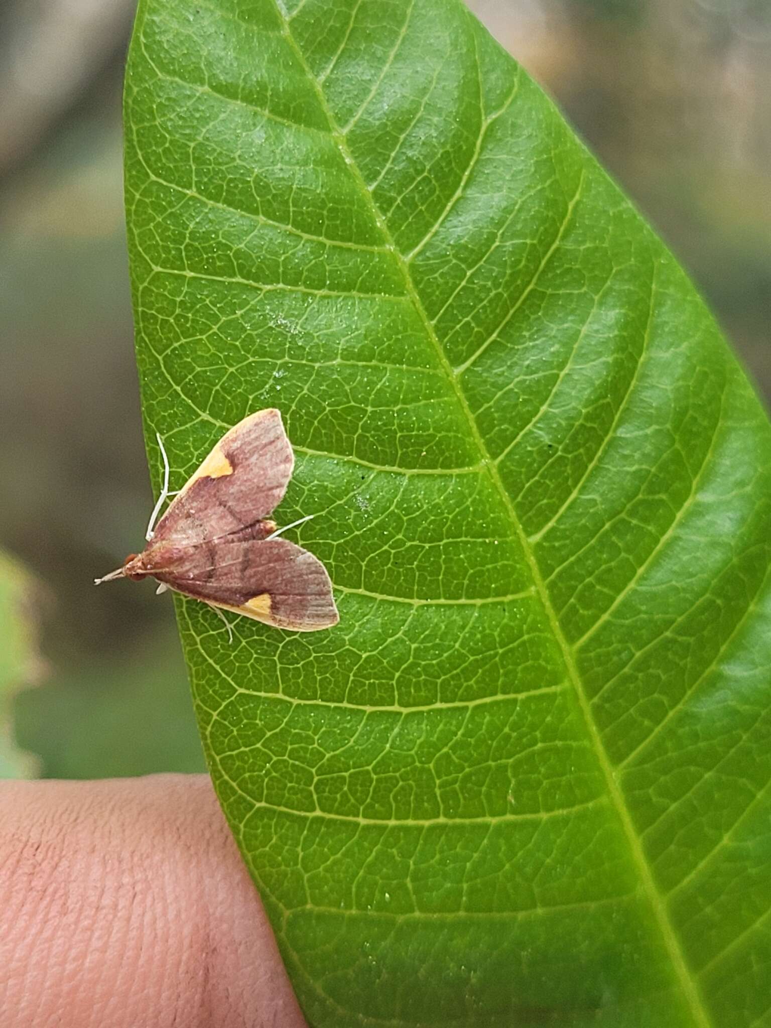 Imagem de Deuterophysa fernaldi Munroe 1983