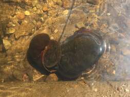 Image of Giant applesnail