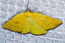 Image of Sulphur Moth