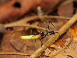 Image of Aphaenogaster dromedaria (Emery 1900)