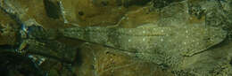 Image of Bluespot flathead