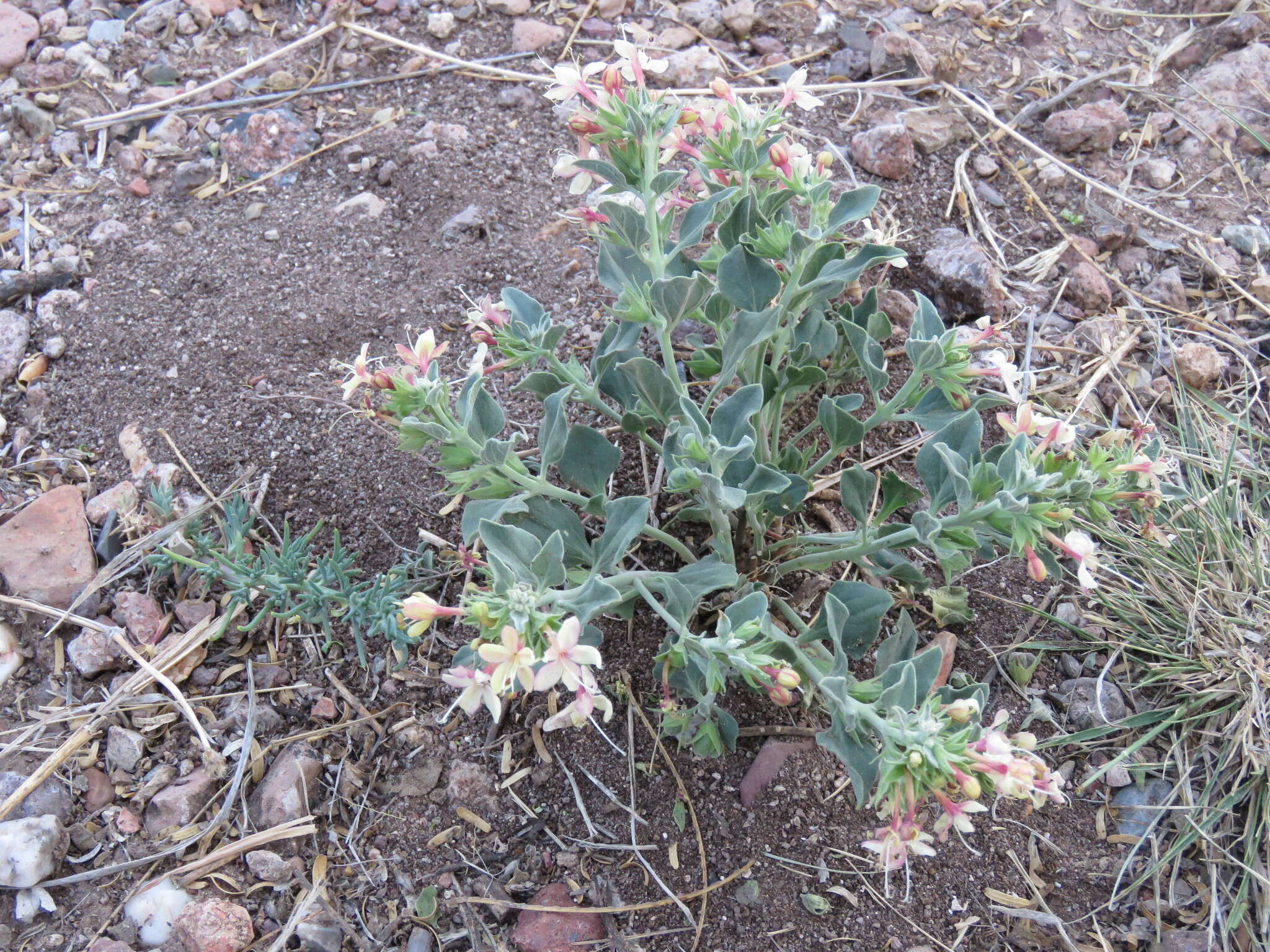 Слика од Tetraclea coulteri A. Gray