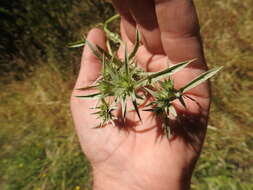 Image de Eryngium aristulatum Jepson