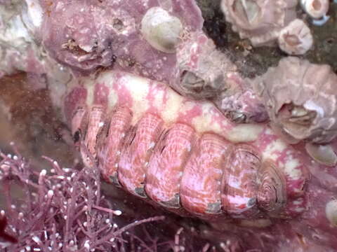 Image of lined red chiton