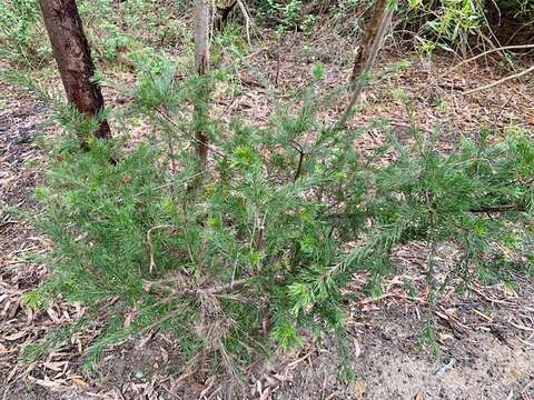 Image of Grevillea rosmarinifolia subsp. rosmarinifolia