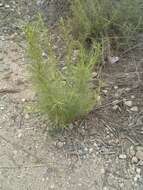 Image of coastal sagebrush