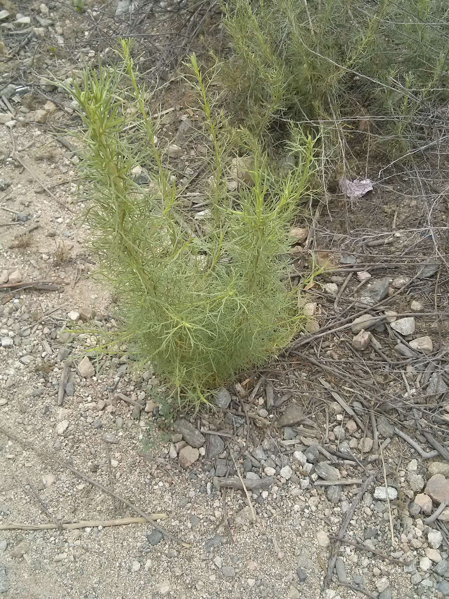 Image of coastal sagebrush