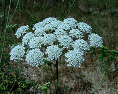 Image of Ammi majus L.