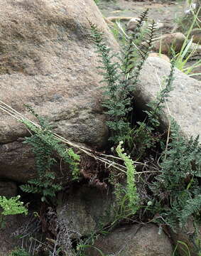 Image of Cheilanthes induta Kunze