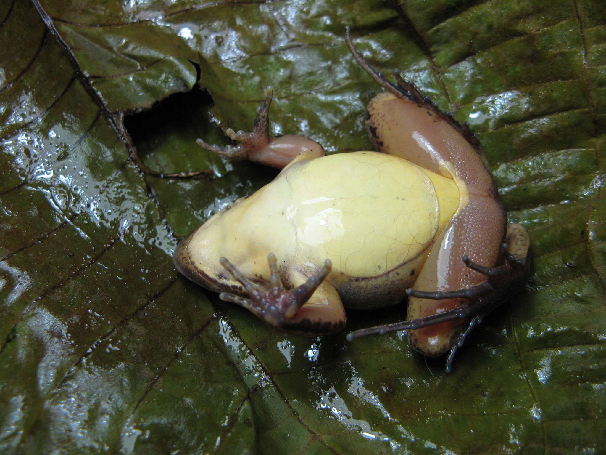 Image of Amazonian White-lipped Frog