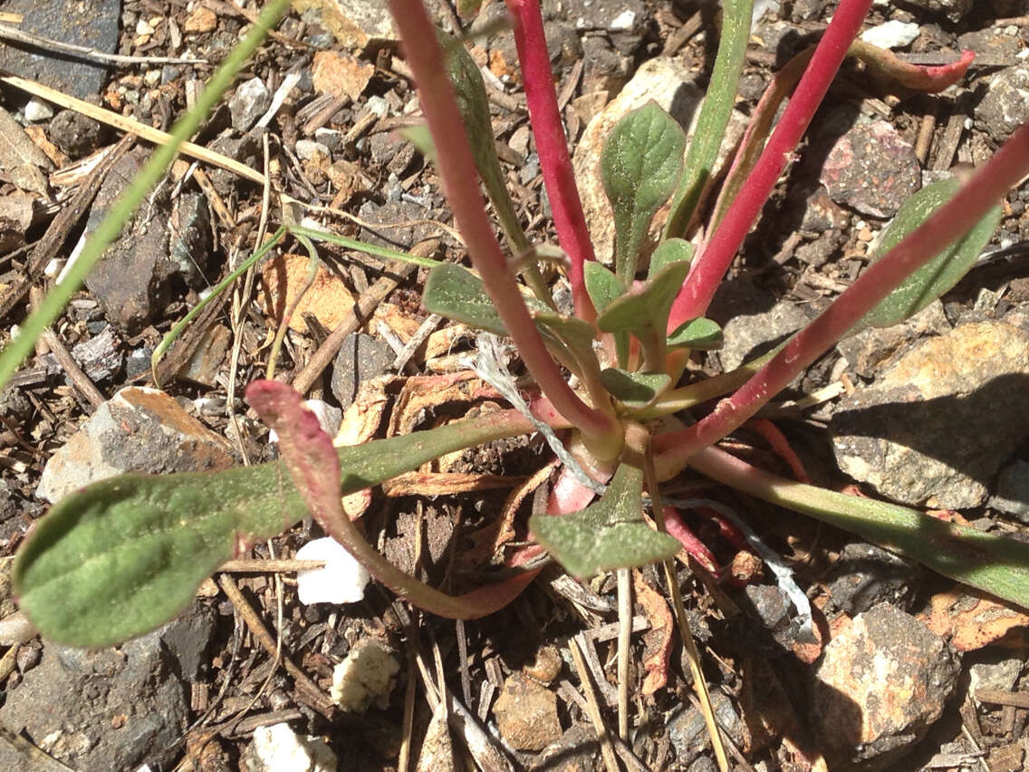 صورة Cistanthe monosperma (E. Greene) M. A. Hershkovitz