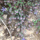 Plancia ëd Cyananthus delavayi Franch.