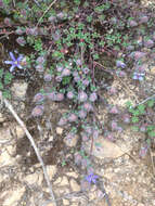 Image of Cyananthus delavayi Franch.