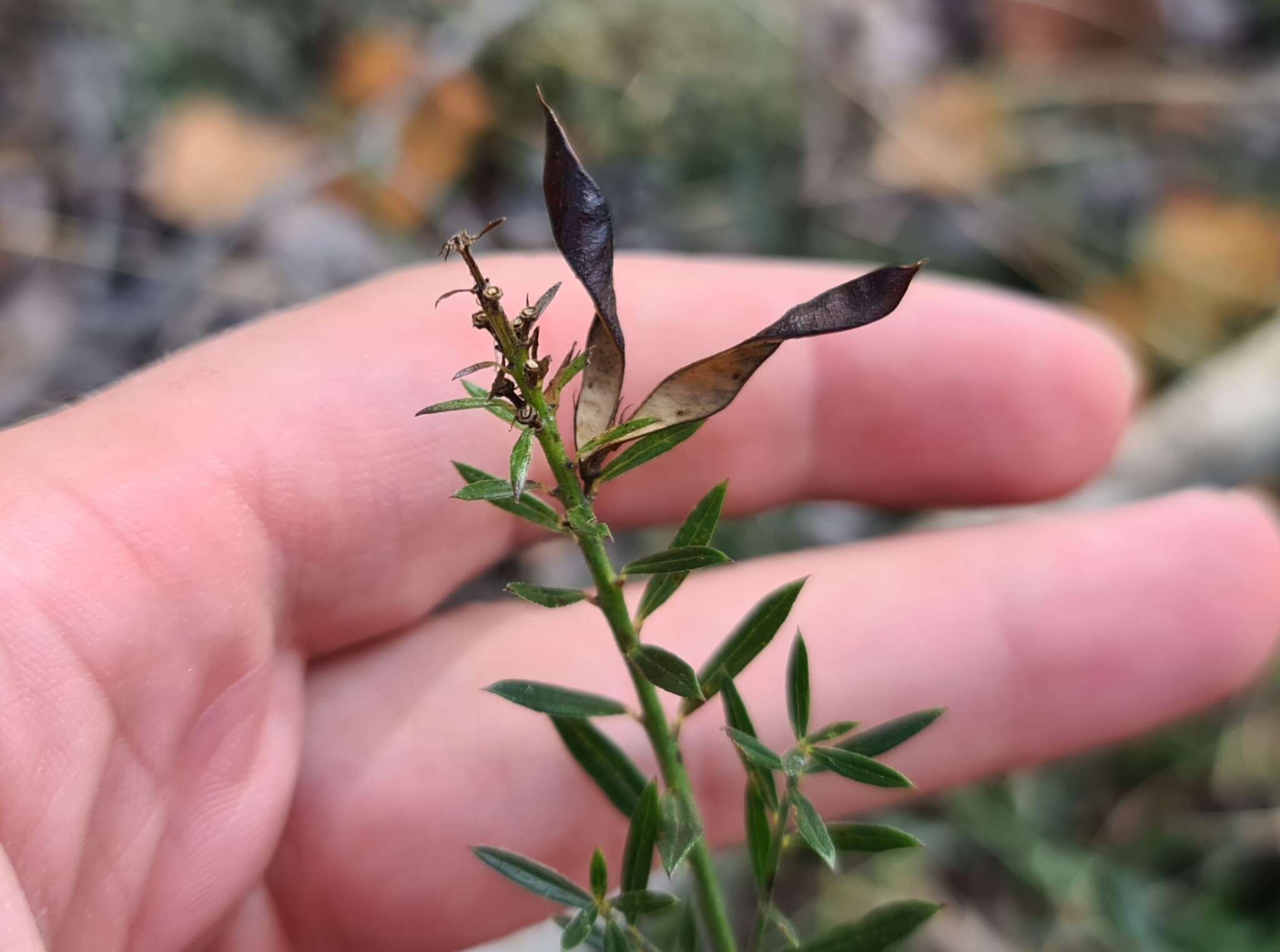 Imagem de Genista tinctoria subsp. tinctoria