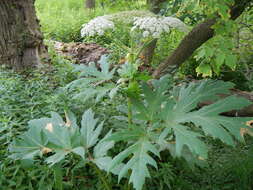 Image of Mantegazzi's Cow-Parsnip